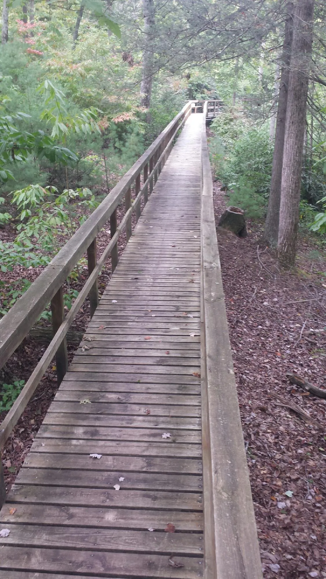 Long wood walkway with handrails built through the woods in Rehoboth